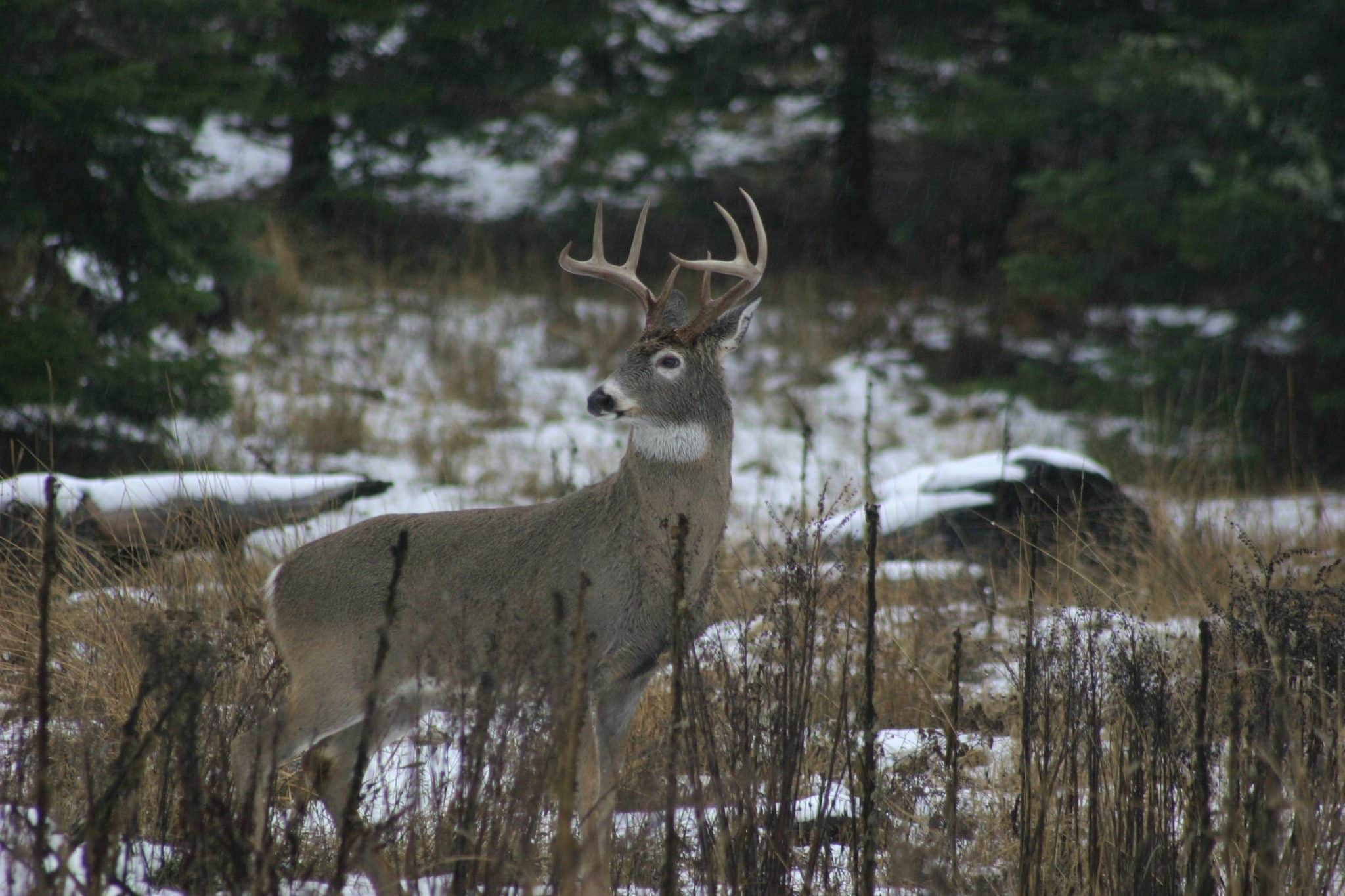 ForestBuck (1) (1)